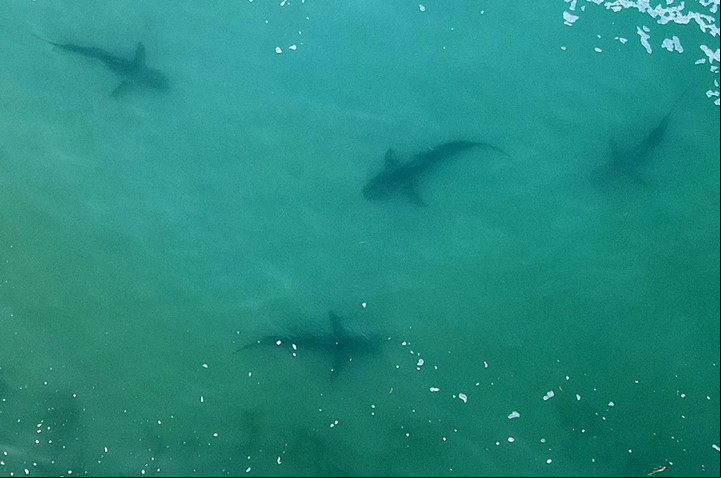 Los tiburones grises de arrecife en el canal sur del atolón Fakarava, en la Polinesia sa (AFP).