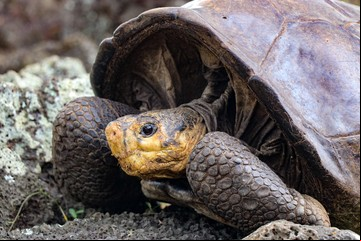 La "tortuga gigante fantástica" que se creía extinta desde 1906 y fue detectada en la isla más virgen del Planeta