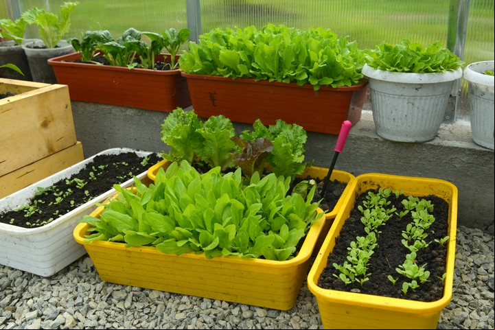 Ajo, cebolla, espinaca, puerro, apio, lechuga y perejil son buenas opciones para la huerta de invierno. Foto: Shutterstock