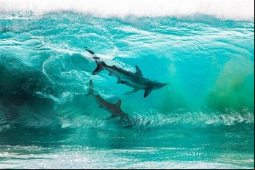Descubren que los tiburones surfean las olas pero no por diversión