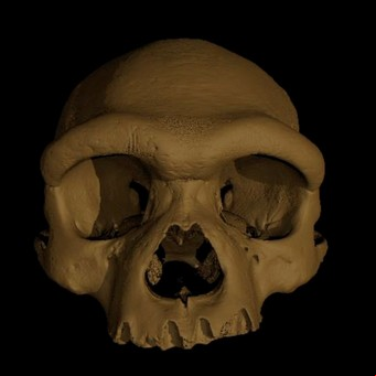 "Hombre Dragón": un cráneo en China podría ser un nuevo antepasado humano