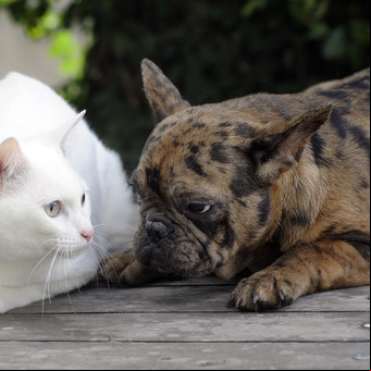 Dónde dejar a las mascotas en vacaciones: cómo son y cuánto cuestan las guarderías VIP