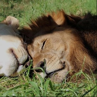 La pareja de leones que iban a morir y los salvó enamorarse