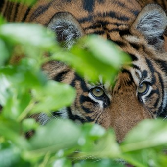 Un tigre en peligro de extinción mató a la hembra durante el acto sexual para preservar su especie
