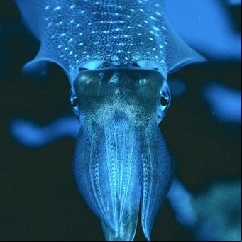 Video del calamar gigante en acción: no es el "kraken" de la ciencia ficción pero se le parece