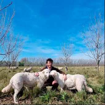 Un joven cría perros de guarda para salvar a las ovejas de los depredadores
