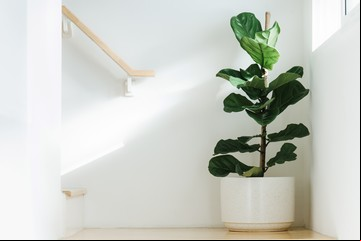 Cómo podar un ficus en maceta para que florezca y luzca perfecto en primavera, según expertos en jardinería