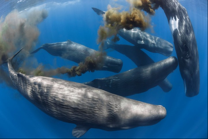 Aunque tiene el cerebro más grande, no se considera que su inteligencia sea superior a la de otros cetáceos como los delfines. Foto: Archivo Clarín.