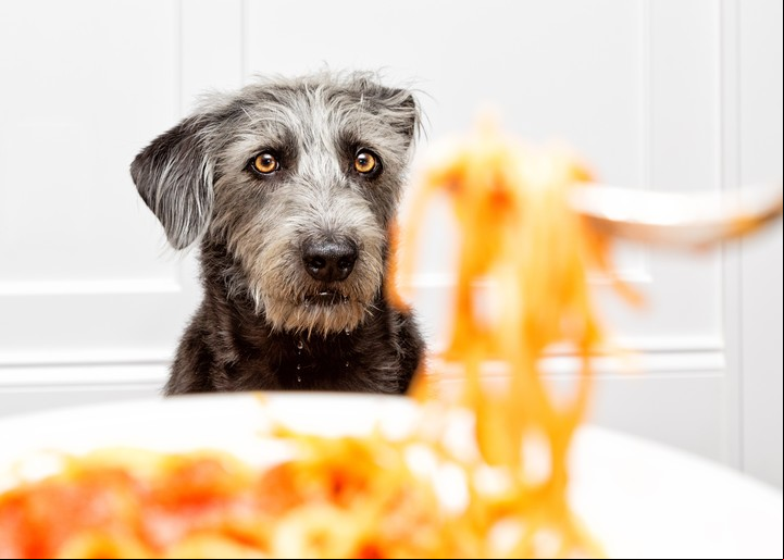 En caso de sobrepeso hay que ajustar cantidades de comida y realizar ejercicio.. Foto Shutterstock.
