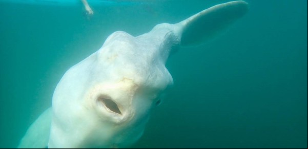 Video: la criatura gigante nunca antes vista que sorprendió a dos surfistas