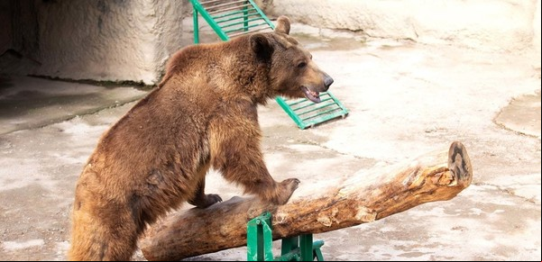 Una madre arrojó a su hija de 3 años a una jaula de osos en un zoológico