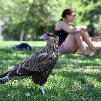 Las aves rapaces más impresionantes que podés ver en Argentina