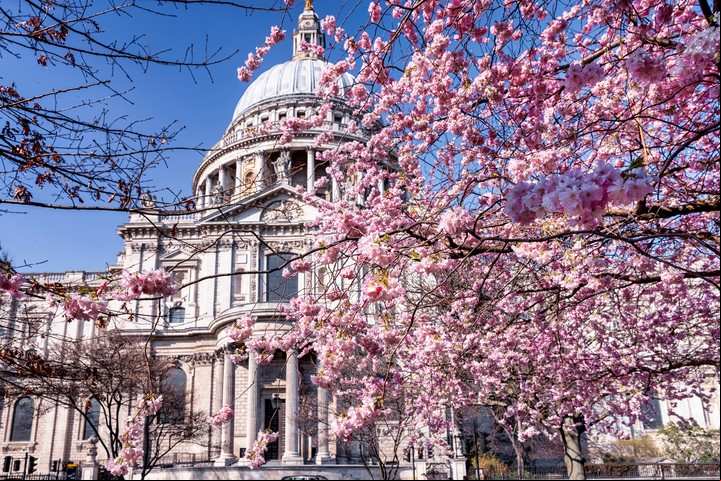 Cerezos florecidos en Saint Paul´s Cathedral, Londres. Foto Shutterstock.