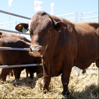 La ganadería estará presente otra vez en Expoagro