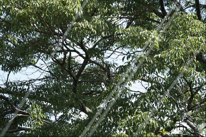 Quedan aproximadamente 1.000 hectáreas de araucarias. Foto: Alejandro Bar.