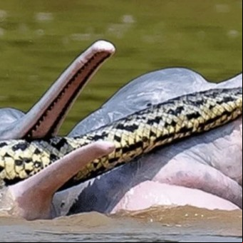 ¿Por qué estos delfines se llevan a una anaconda? La respuesta es increíble