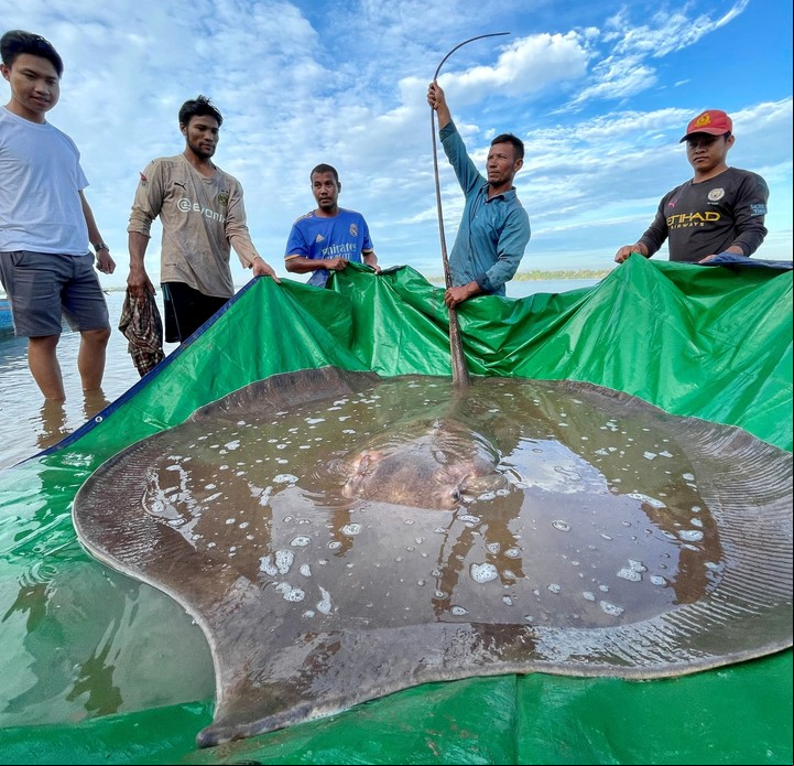 Es uno de los peces de agua dulce más grandes del mundo (REUTERS).
