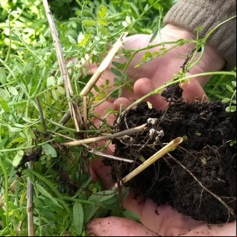 Cómo transformar los suelos pampeanos en un sumidero de carbono