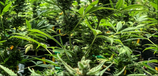 Cannabis Medicinal: se reglamentó la ley que regula la producción y comercialización
