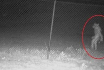 Captaron una criatura extraña y piden ayuda para identificarla