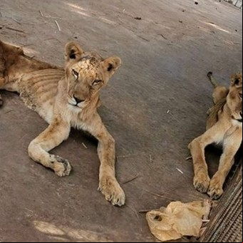Cómo están hoy los leones que hace dos años morían de hambre en un zoo
