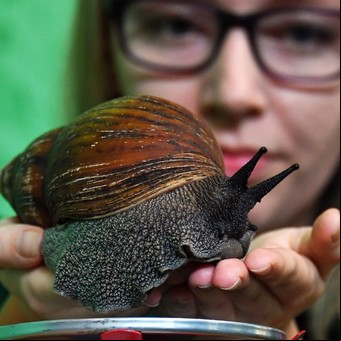 Ponen en cuarentena a 400.000 personas por la aparición de un caracol gigante