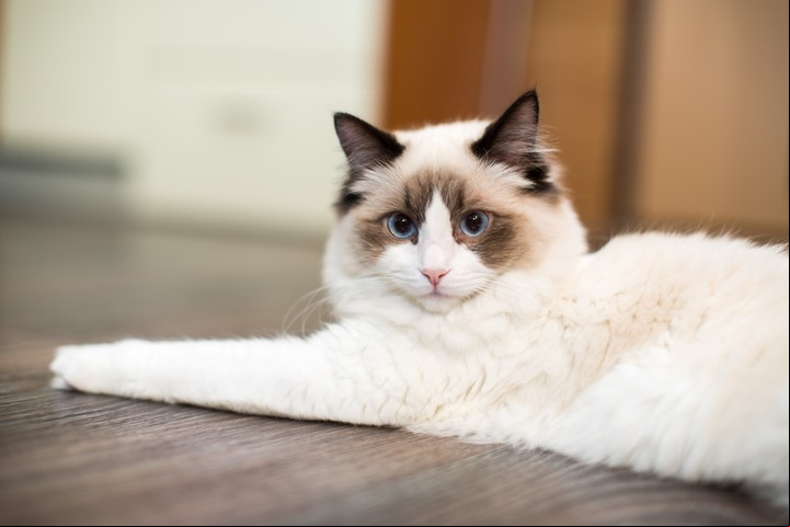 Los pelos y la caspa de las mascotas son uno de los principales causantes de alergias. Foto Shutterstock.