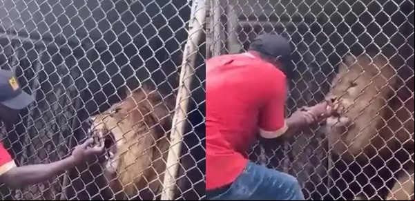 Video: el momento en el que un león muerde a su cuidador y le arranca los dedos