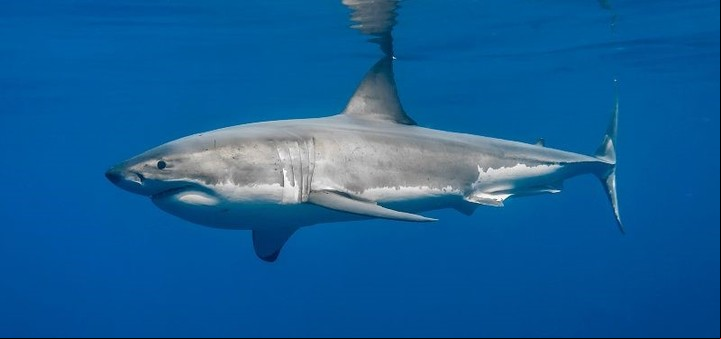 El tiburón blanco es una especie en extinción.