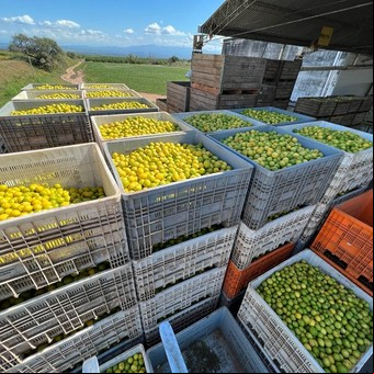 El impacto Trump en la Argentina: los 10 alimentos que el país vende a Estados Unidos y se verán afectados
