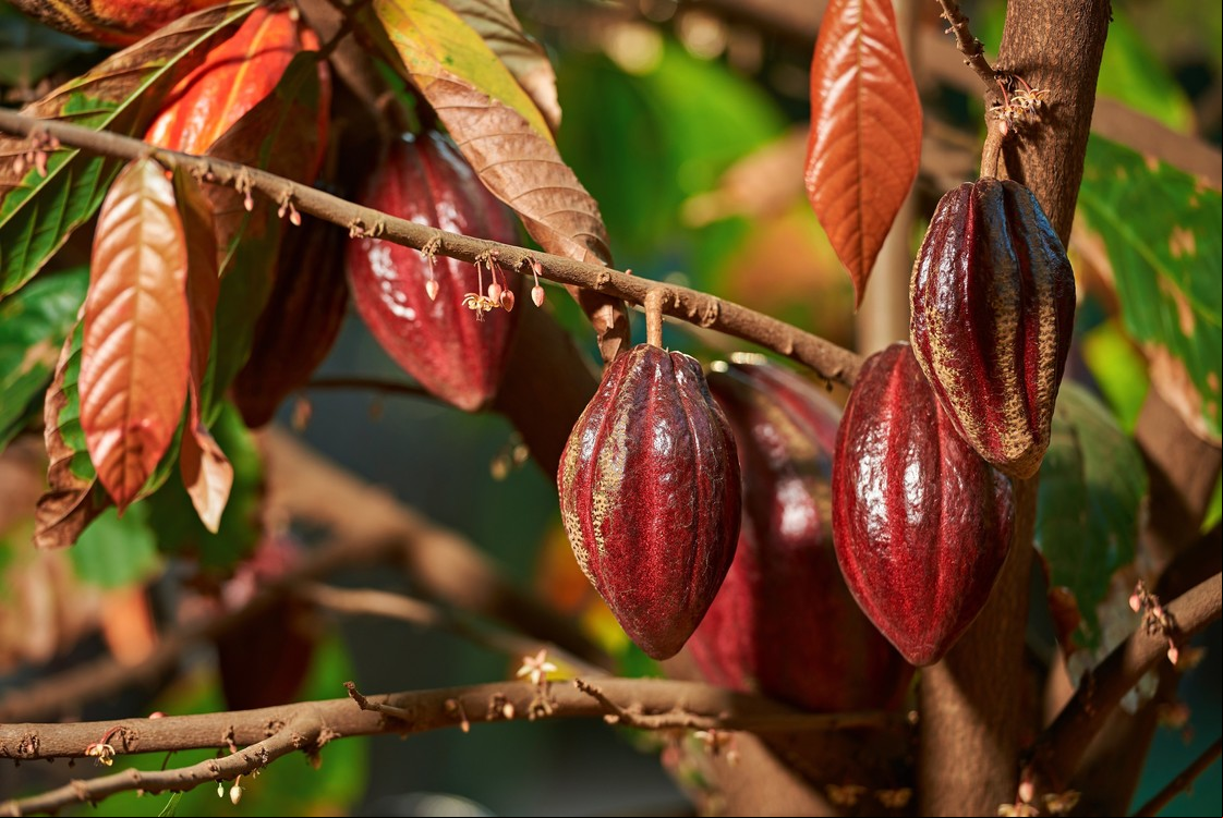 Los bosques amazónicos de Perú, Ecuador y Colombia guardan aromáticas variedades de cacao.