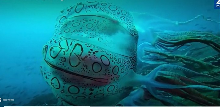 La rara medusa fue filmada por un buzo en diciembre frente a la costa de Papúa Nueva Guinea.