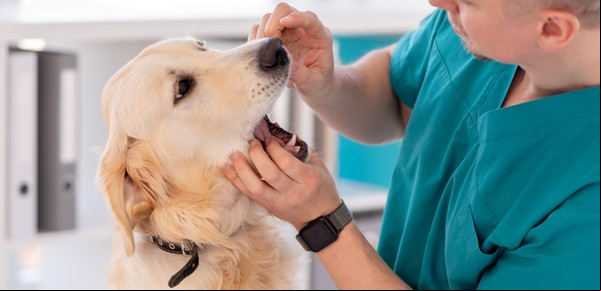 Cómo cuidar la salud y el bienestar de tu perro en casa