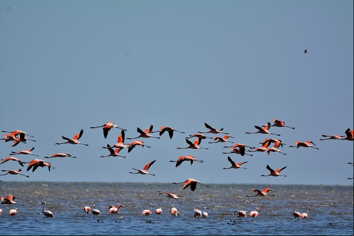 Observación de aves en Ansenuza, Córdoba. Foto Pablo Rodas