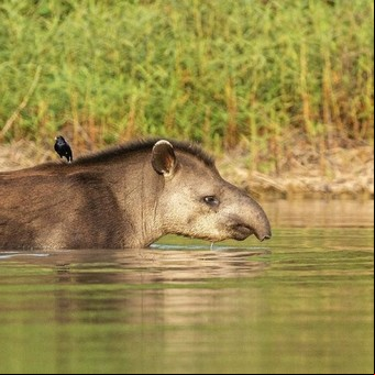 5 animales icónicos de la región pampeana que tenés que ver