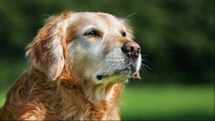 En los perros mayores a 7 años los chequeos y las visitas al veterinario son muy importantes, ya que el envejecimiento los hace más vulnerables a las enfermedades.