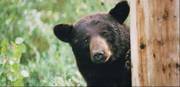 La historia de Pablo "EscoBear": el oso que comió 20 kilos de cocaína y se volvió un mito