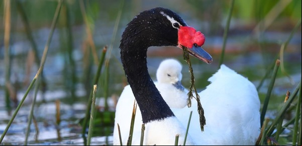En Nordelta los carpinchos pierden terreno: ahora los patitos feos se ven por todos lados y se reproducen en tiempo récord