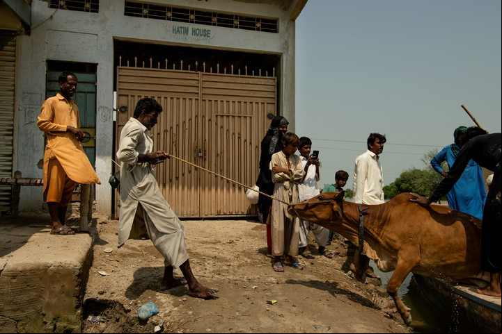 Un hombre lucha por sacar una vaca de un bote en Johi, una ciudad en Sindh, Pakistán, .Kiana Hayeri/The New York Times.