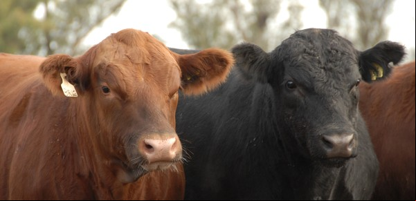 Cuenta regresiva para la Expo Nacional Angus de Primavera