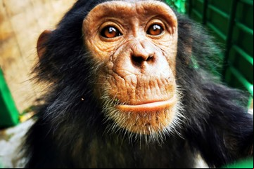 Tres chimpancés secuestrados a cambio de un rescate en un santuario en la República del Congo