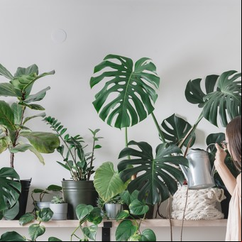 Cuál es el significado espiritual de las hojas amarillas en tus plantas