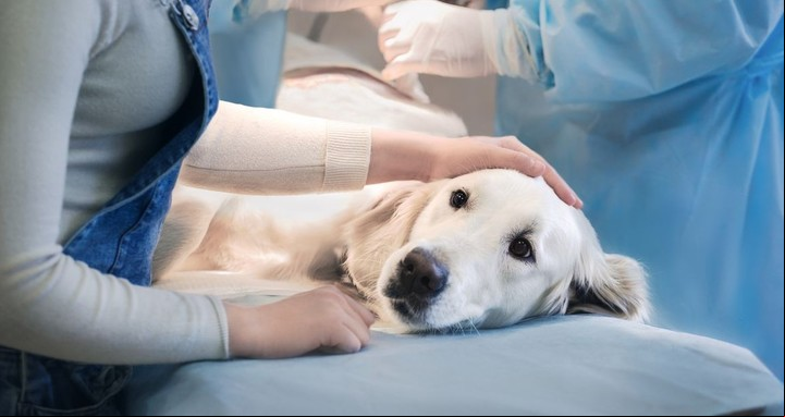 Los perros que provengan de países con bajo riesgo de rabia deben presentar menos documentación.