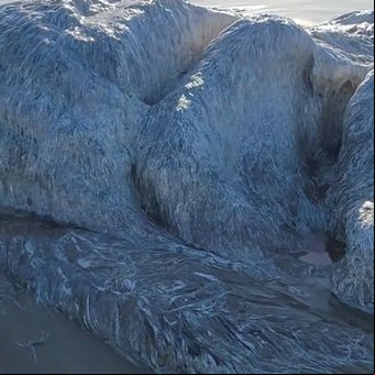 Enorme, sin cara y con pelos: la extraña criatura marina que salió del océano tras un terremoto y asombra a la ciencia