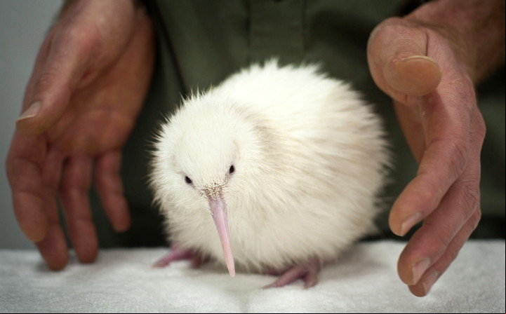 Una imagen de un extraño pájaro kiwi blanco, una de las especies que se quiere salvar. EFE/MIKE HEYDON/LISA SIMS