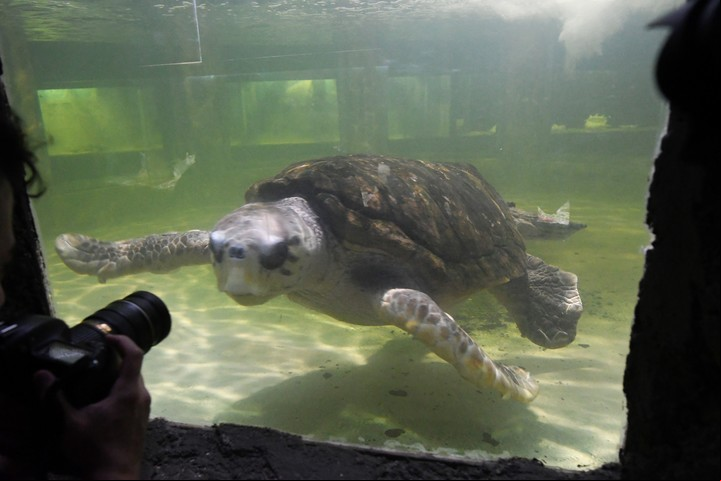 El tortugo Jorge en el ex acuario Municipal de Mendoza, antes de viajar a Mar del Plata. Foto: José Gutierrez / Los Andes