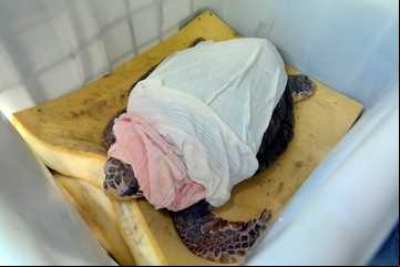 Cierra el acuario de Mar del Plata y hay preocupación por la liberación del tortugo Jorge tras 42 años en cautiverio