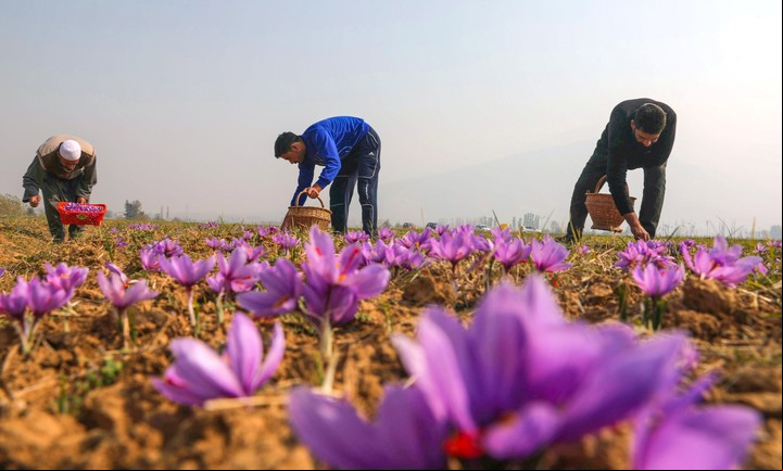 Agricultores cosechando flores de azafrán en Cachemira, India./ EFE/ FAROOQ KHAN.