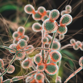 Candida auris: qué es el hongo potencialmente mortal que preocupa en Estados Unidos