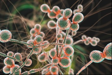 Candida auris: qué es el hongo potencialmente mortal que preocupa en Estados Unidos